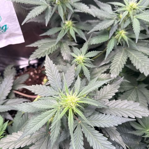 Fat Banana growlog timeline photo