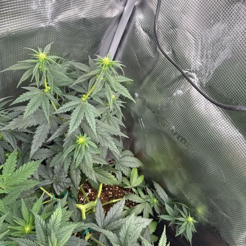 Special Kush #1 growlog timeline photo