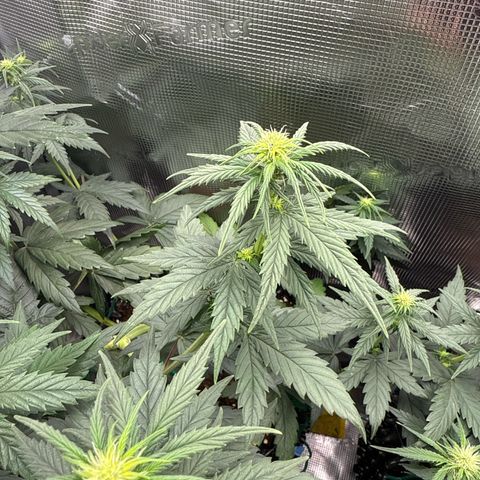 Special Kush #1 growlog timeline photo