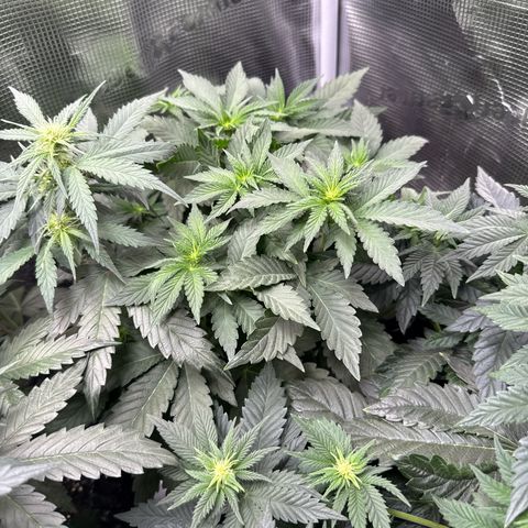 Rainbow Melon growlog timeline photo