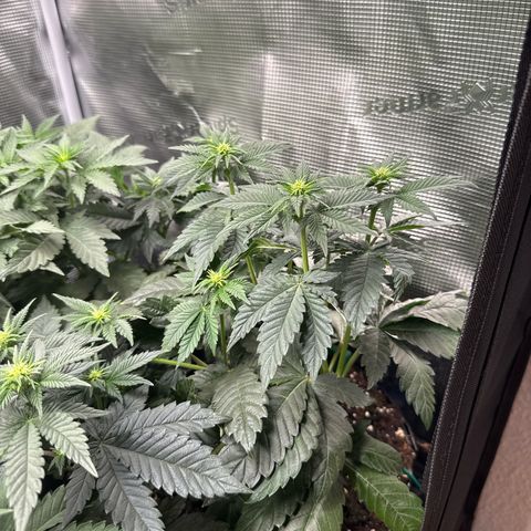 Gorilla Melon growlog timeline photo