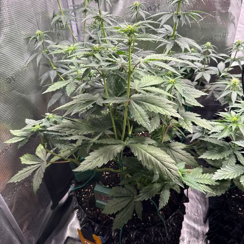 Lemonpaya growlog timeline photo
