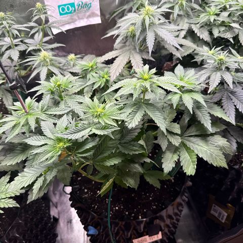 Gorilla Melon growlog timeline photo
