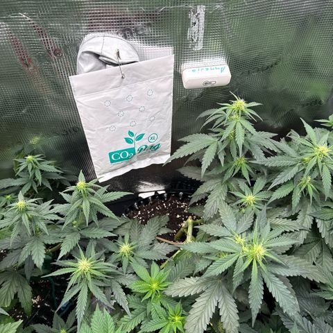 Fat Banana growlog timeline photo