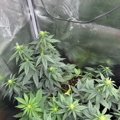 Special Kush #1 growlog timeline photo