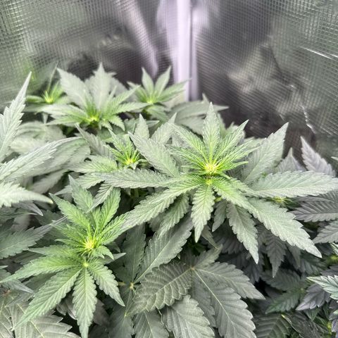 Rainbow Melon growlog timeline photo