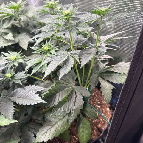 Gorilla Melon growlog timeline photo