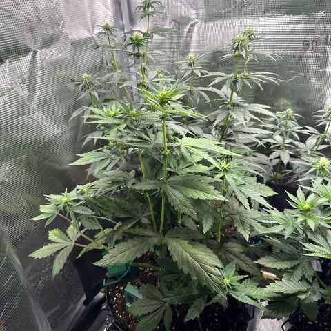 Lemonpaya growlog timeline photo