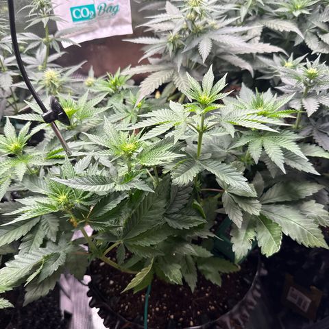 Gorilla Melon growlog timeline photo