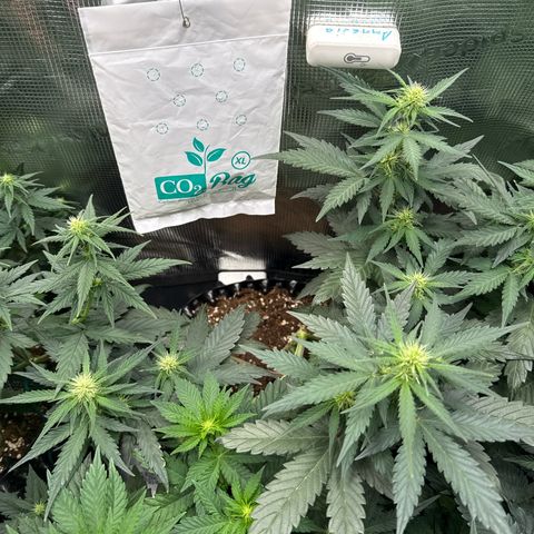 Fat Banana growlog timeline photo