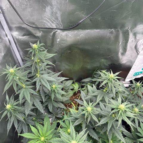 Special Kush #1 growlog timeline photo