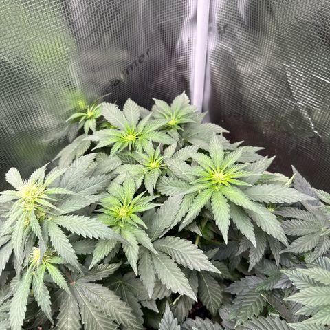Rainbow Melon growlog timeline photo