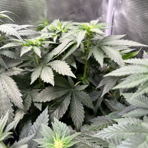 Rainbow Melon growlog timeline photo