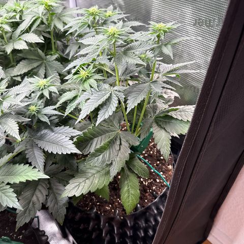 Gorilla Melon growlog timeline photo