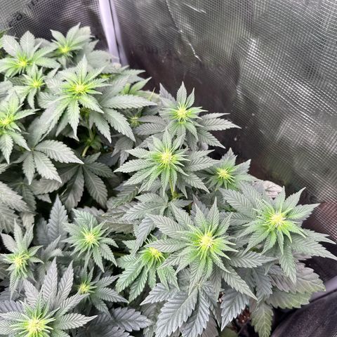 Gorilla Melon growlog timeline photo