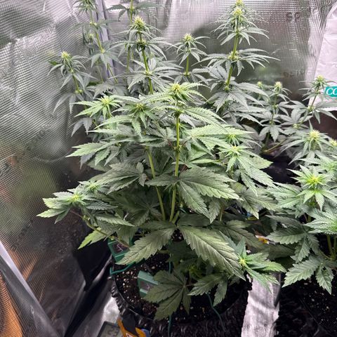 Lemonpaya growlog timeline photo