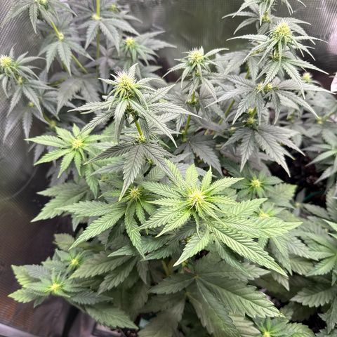 Lemonpaya growlog timeline photo