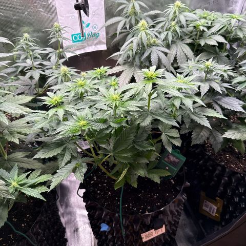 Gorilla Melon growlog timeline photo