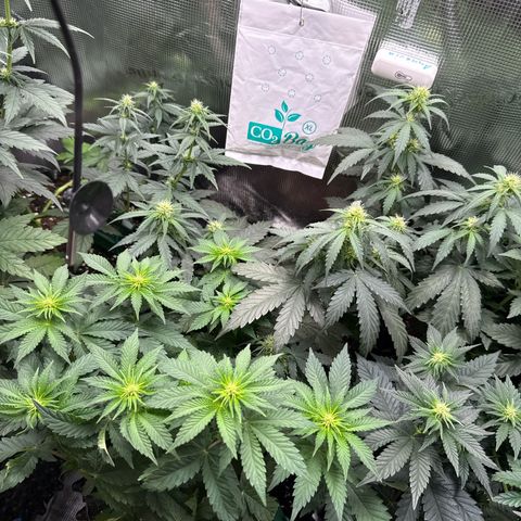 Gorilla Melon growlog timeline photo