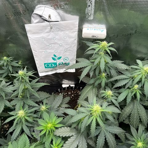Fat Banana growlog timeline photo