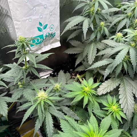 Fat Banana growlog timeline photo