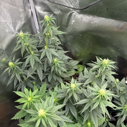Special Kush #1 growlog timeline photo