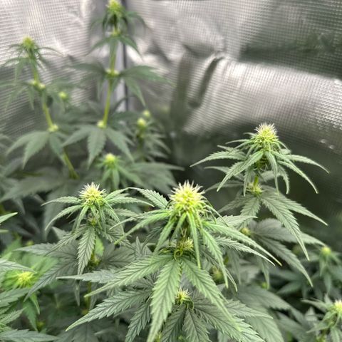 Special Kush #1 growlog timeline photo