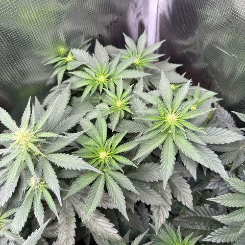 Rainbow Melon growlog timeline photo
