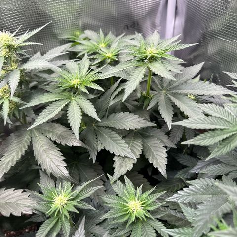 Rainbow Melon growlog timeline photo