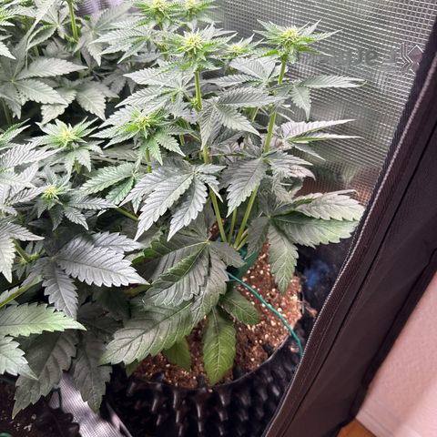 Gorilla Melon growlog timeline photo