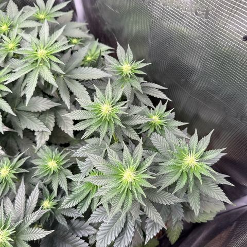 Gorilla Melon growlog timeline photo