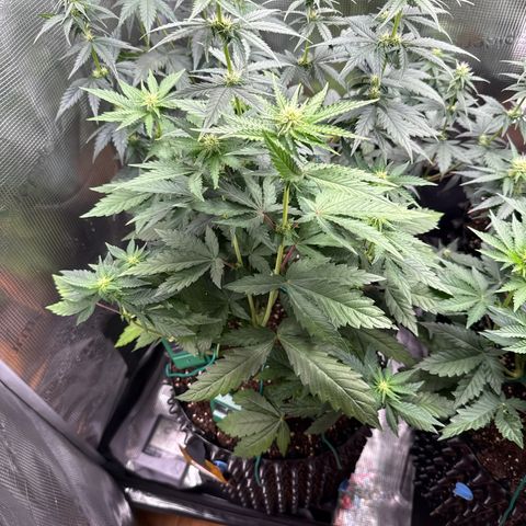 Lemonpaya growlog timeline photo