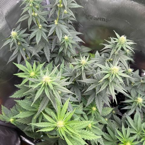 Lemonpaya growlog timeline photo