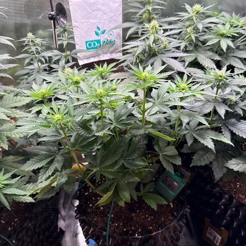 Gorilla Melon growlog timeline photo