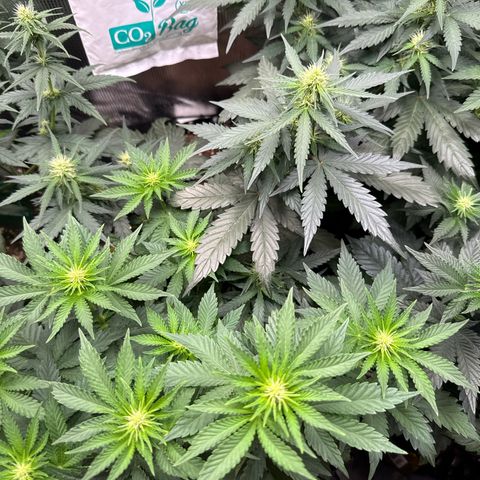 Gorilla Melon growlog timeline photo