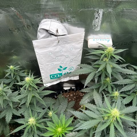 Fat Banana growlog timeline photo