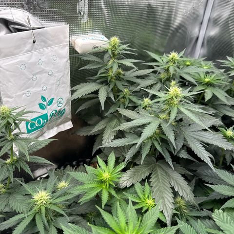 Fat Banana growlog timeline photo