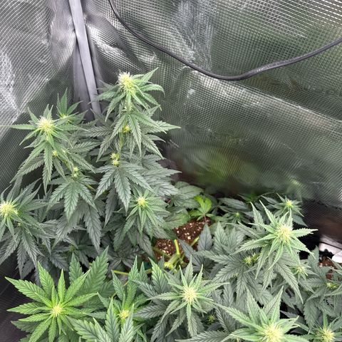 Special Kush #1 growlog timeline photo