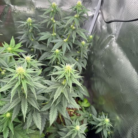 Special Kush #1 growlog timeline photo