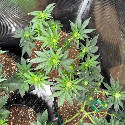 Rainbow Melon growlog timeline photo