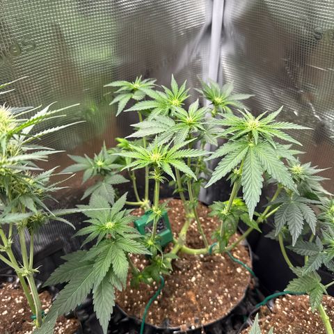 Rainbow Melon growlog timeline photo