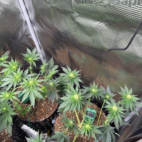 Gorilla Melon growlog timeline photo
