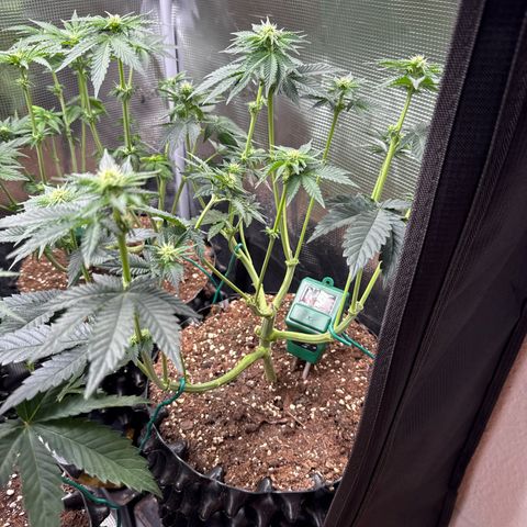 Gorilla Melon growlog timeline photo