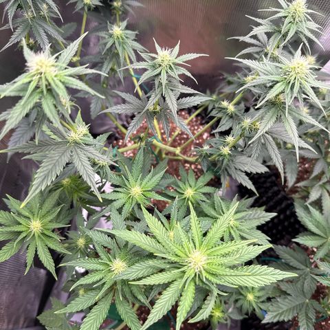 Lemonpaya growlog timeline photo