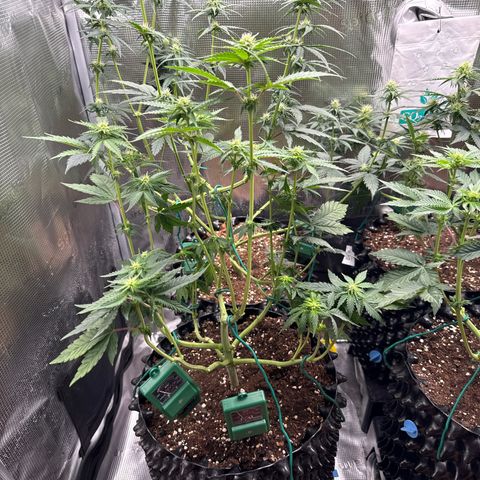 Lemonpaya growlog timeline photo