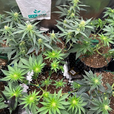 Gorilla Melon growlog timeline photo