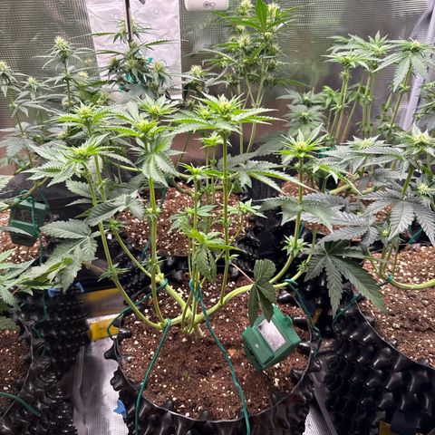 Gorilla Melon growlog timeline photo