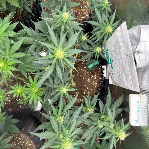 Fat Banana growlog timeline photo