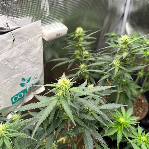 Fat Banana growlog timeline photo