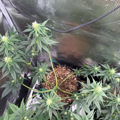 Special Kush #1 growlog timeline photo